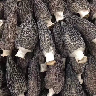 羊肚菌肉厚饱满产地一手货源，长期供应批发零售