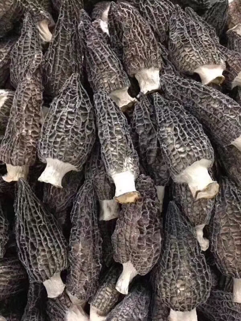 羊肚菌肉厚饱满产地一手货源，长期供应批发零售