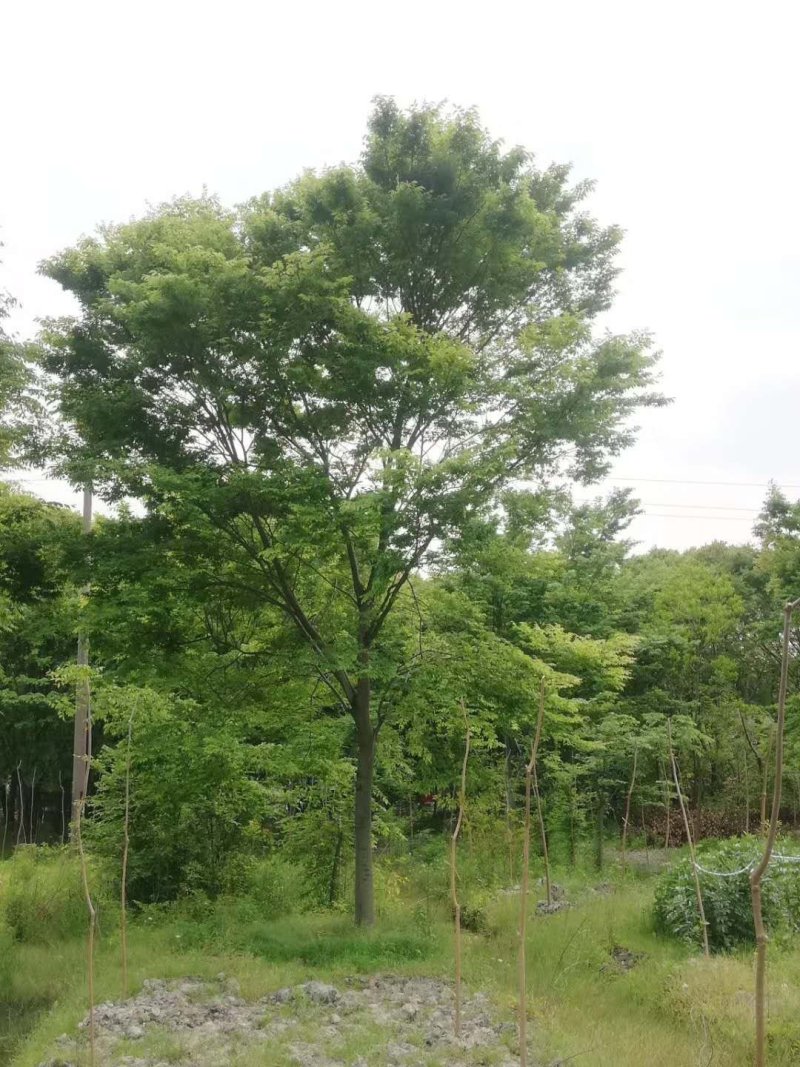 榉树12公分13公分15公分16公分17公分19公分