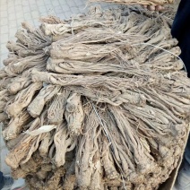 【特惠】当归中条甘肃岷县产地发货精选当归欢迎咨询