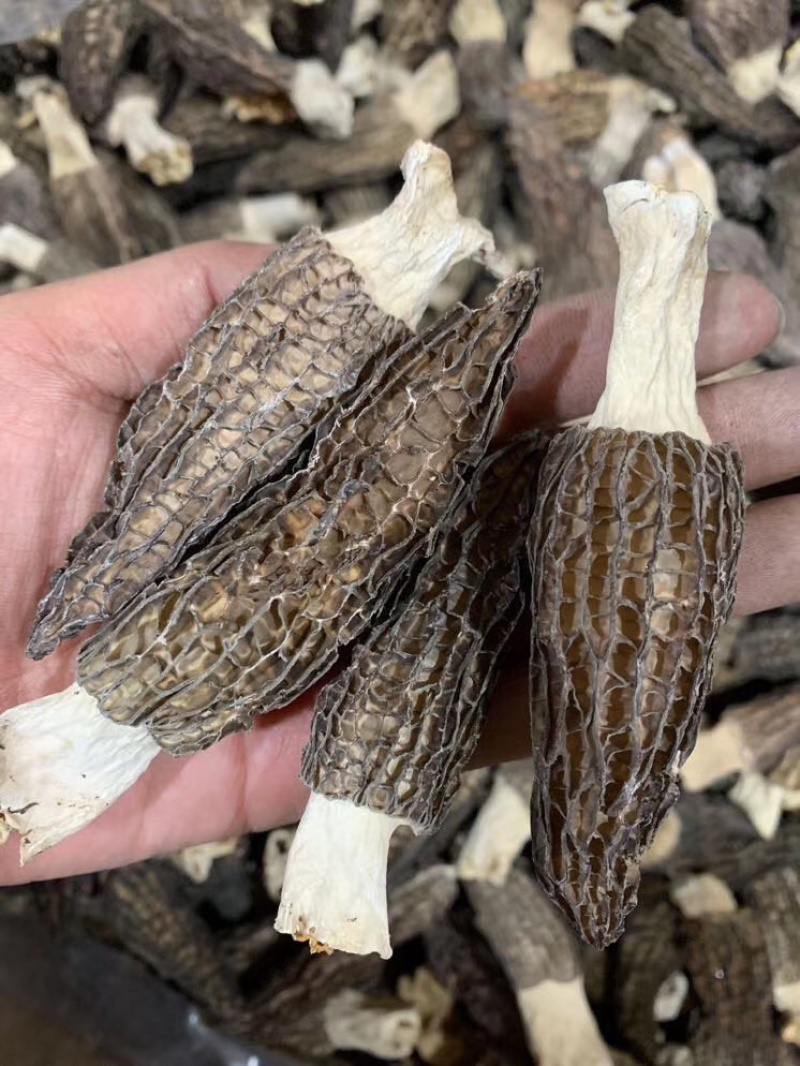 羊肚菌肉厚饱满产地一手货源，长期供应批发零售