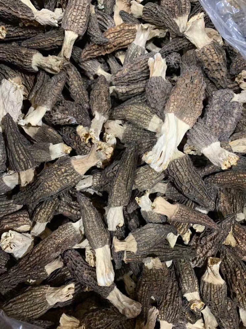 羊肚菌肉厚饱满产地一手货源，长期供应批发零售