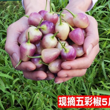 广西特七彩辣椒～五彩辣椒新鲜现摘批发一件代发