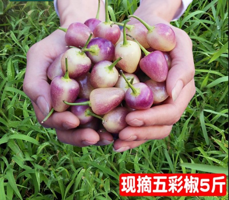 广西特七彩辣椒～五彩辣椒新鲜现摘批发一件代发