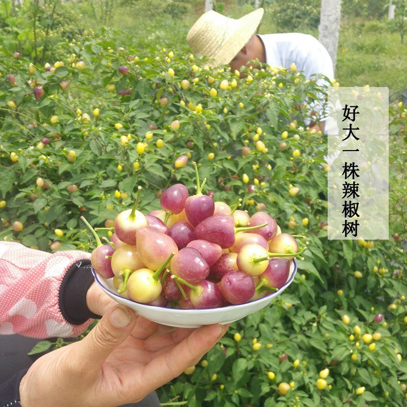 广西特七彩辣椒～五彩辣椒新鲜现摘批发一件代发