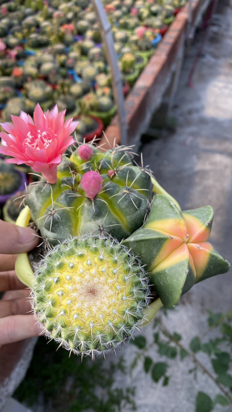 仙人球组合盆栽超值有上色可开花