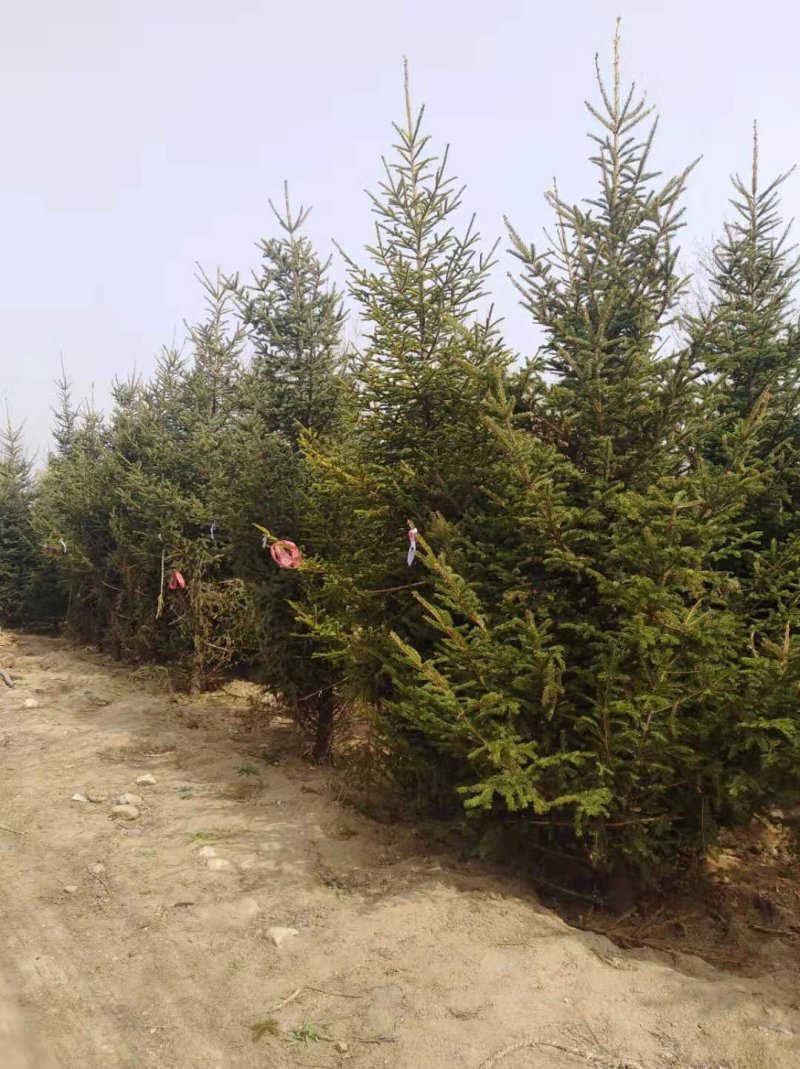 基地出售假植云杉高度2米3米4米5米6米云杉成活率高