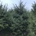 基地出售假植云杉高度2米3米4米5米6米云杉成活率高