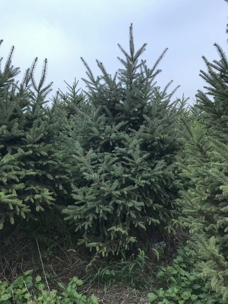基地出售假植云杉高度2米3米4米5米6米云杉成活率高