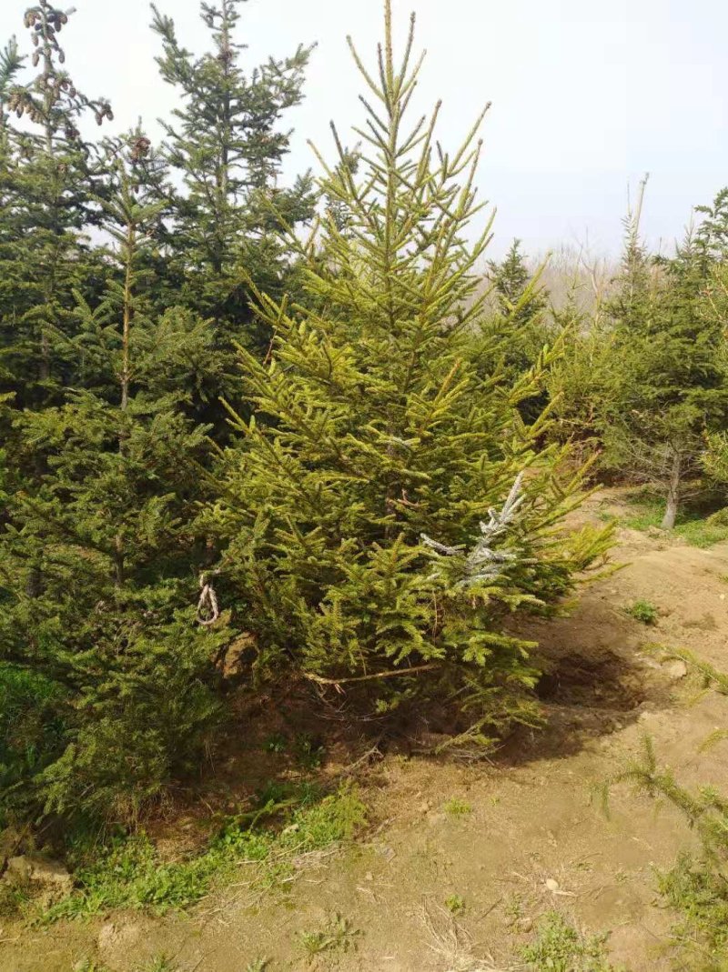 基地出售假植云杉高度2米3米4米5米6米云杉成活率高
