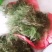 野生百蕊草大别山特产2020年新货不是野生不要钱