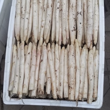 山东特产鲜嫩白芦笋，新鲜现挖头茬农家自种特级精品芦笋批发