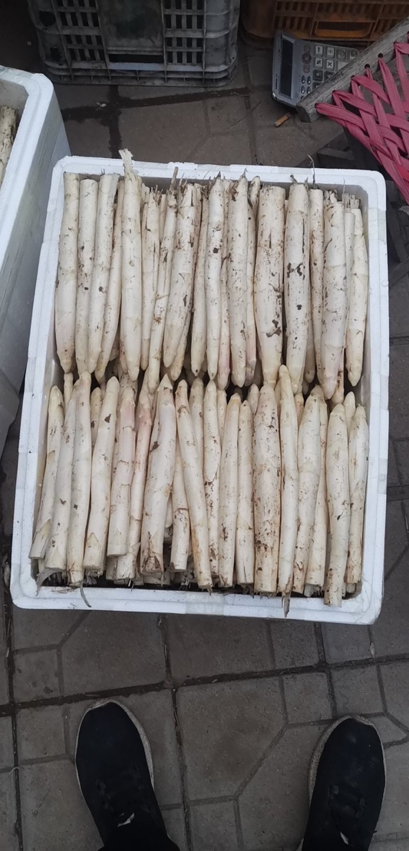 山东特产鲜嫩白芦笋，新鲜现挖头茬农家自种特级精品芦笋批发