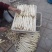 山东特产鲜嫩白芦笋，新鲜现挖头茬农家自种特级精品芦笋批发