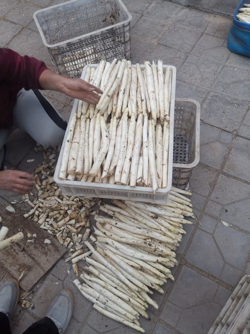 山东特产鲜嫩白芦笋，新鲜现挖头茬农家自种特级精品芦笋批发