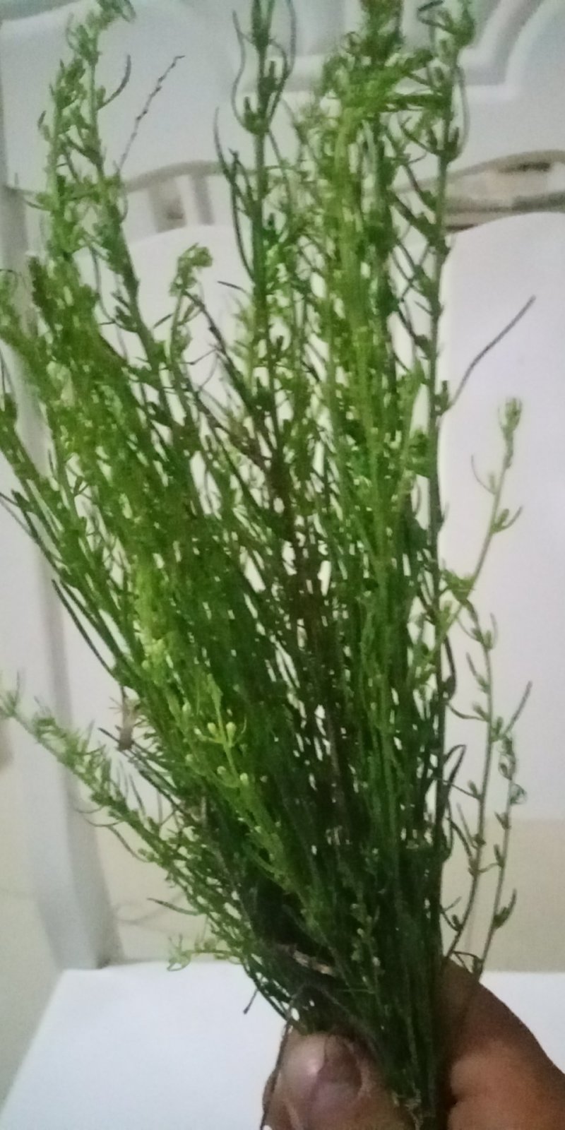 野生百蕊草大别山特产2020年新货不是野生不要钱