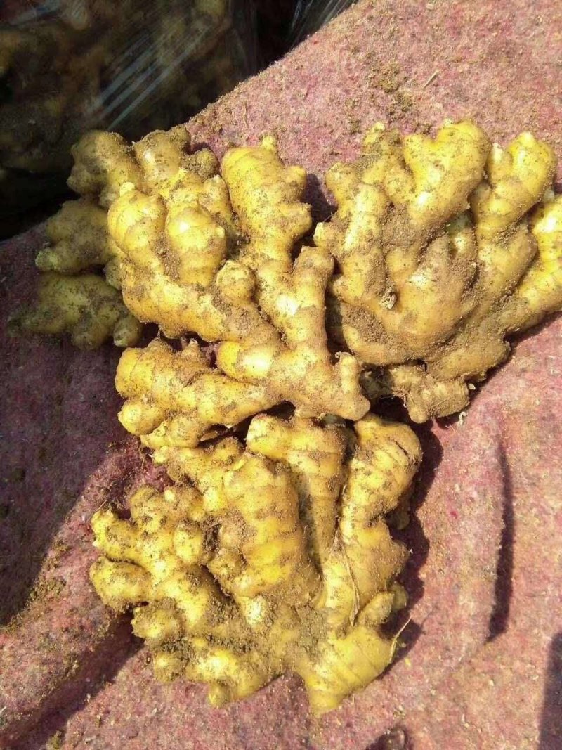 山东优质生姜主产地，大小黄姜，质量保证，坏烂包赔全国发货
