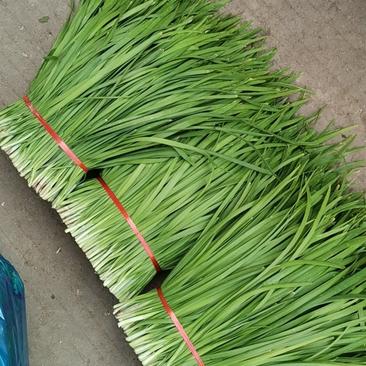 自产韭菜现淡季少量上市，日五千斤包质量