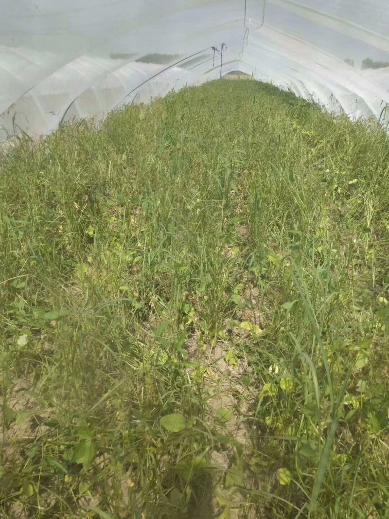 豆虫卵豆丹卵特种养殖
