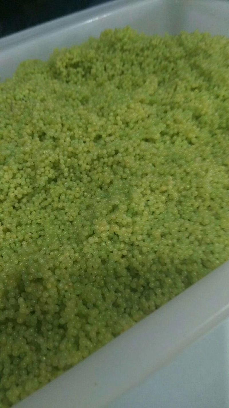 豆虫卵豆丹卵特种养殖