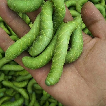 豆虫卵豆丹卵特种养殖