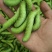 豆虫卵豆丹卵特种养殖