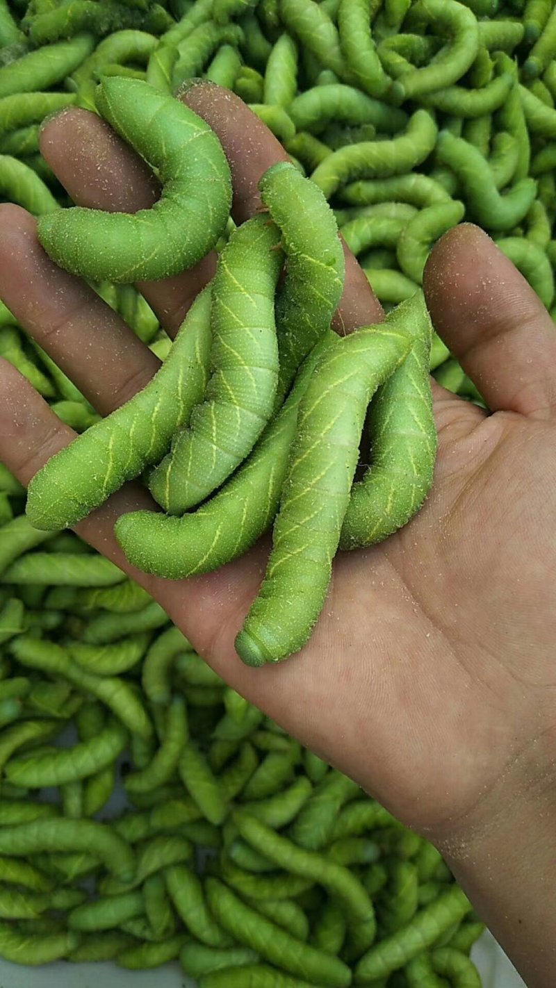 豆虫卵豆丹卵特种养殖