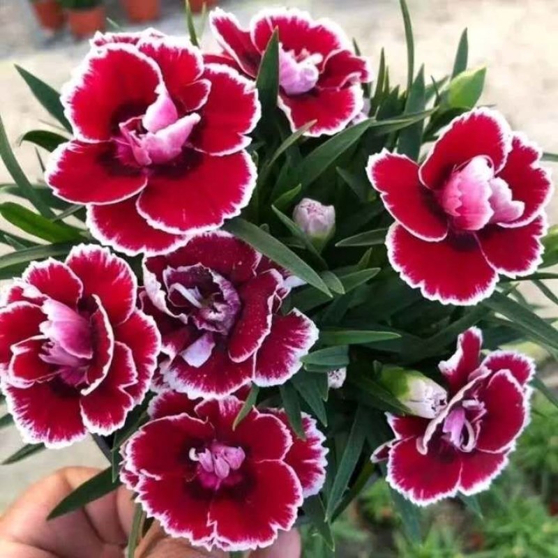 康乃馨盆栽带花室内阳台庭院绿植四季开花植物花卉