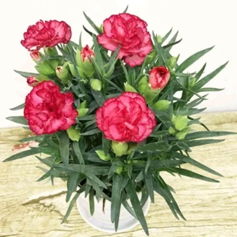 康乃馨盆栽带花室内阳台庭院绿植四季开花植物花卉