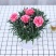 康乃馨盆栽带花室内阳台庭院绿植四季开花植物花卉