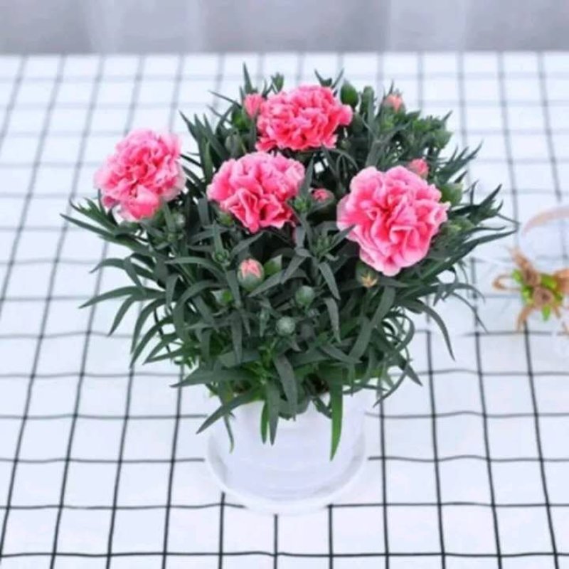 康乃馨盆栽带花室内阳台庭院绿植四季开花植物花卉