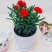 康乃馨盆栽带花室内阳台庭院绿植四季开花植物花卉