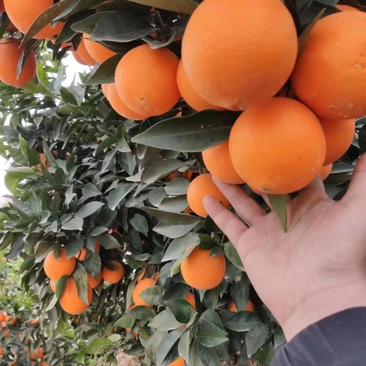 秭归橙子纯甜多汁品种齐全鲜果挂树果农一手货源