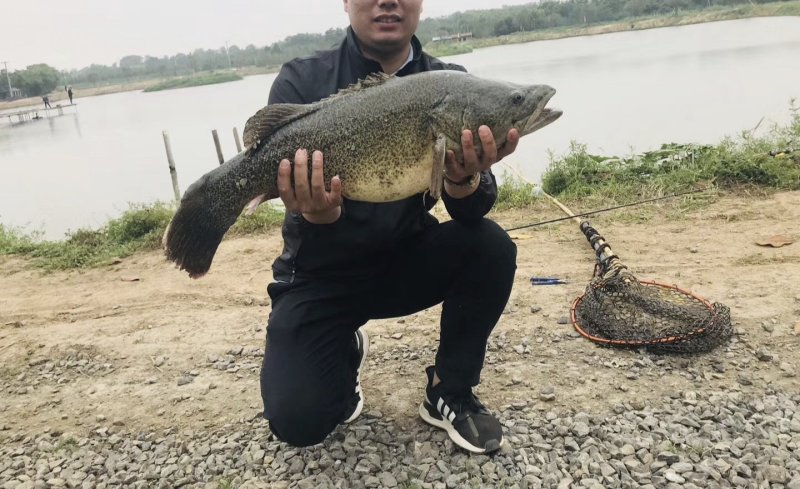 龙纹斑出售！路亚专用！！！！！