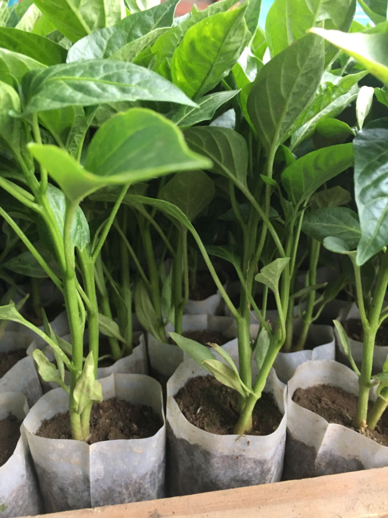 优质精品辣椒苗，麻辣，牛角，杭椒，甜椒，线椒，朝天椒