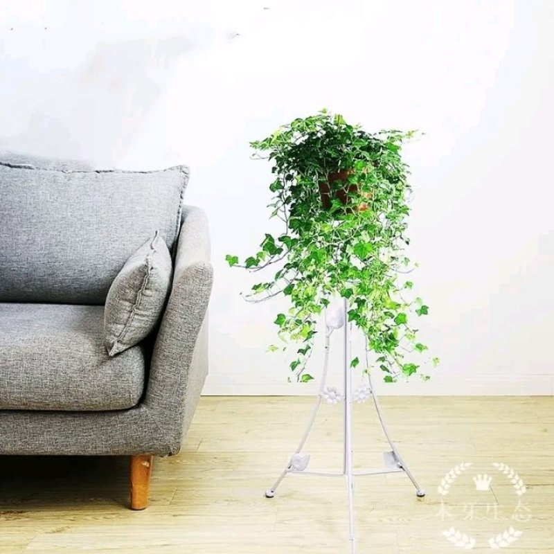 常春藤绿植吊兰植物盆栽花卉常青藤净化空气花卉盆栽花卉植物