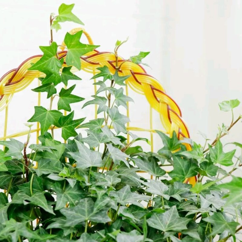 常春藤绿植吊兰植物盆栽花卉常青藤净化空气花卉盆栽花卉植物