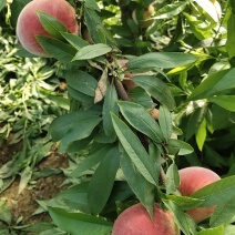 毛桃