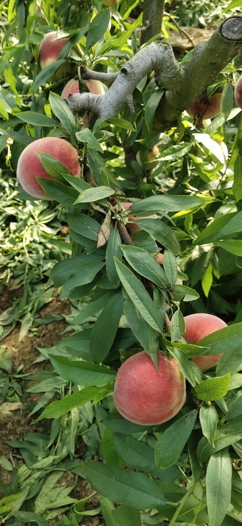 毛桃