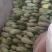 乐亭甜瓜精品博洋91大量现货