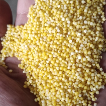 黄小米新黄小米24KG/袋