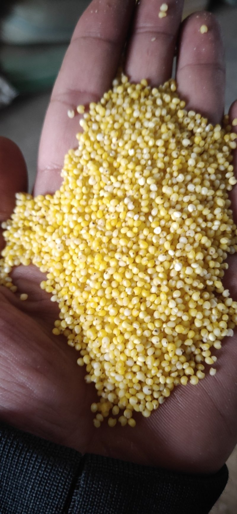 黄小米新黄小米24KG/袋