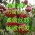 油桃，中油四号，秋桐，永莲蜜桃，黄桃，供应超市批发商电商