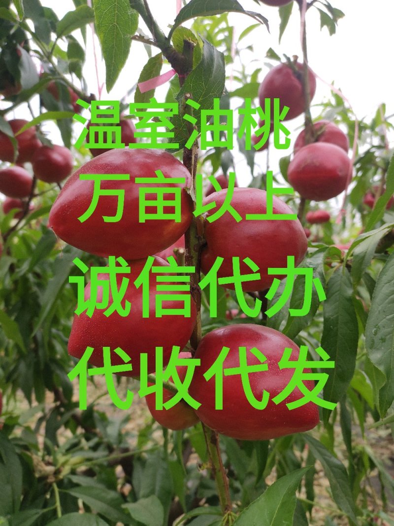 油桃，中油四号，秋桐，永莲蜜桃，黄桃，供应超市批发商电商
