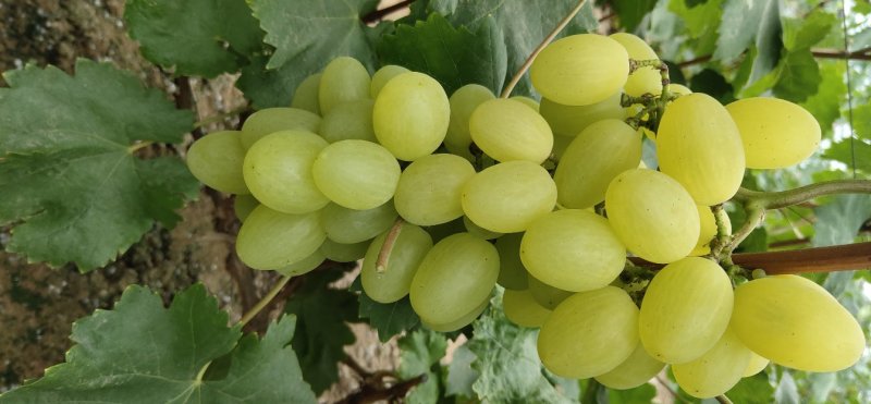 青提葡萄大量上市欢迎老板电话咨询，可视频看货