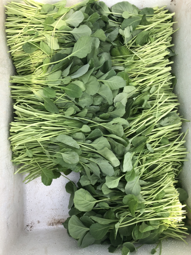 陕西西安芥兰苗芥蓝苗产地直销大量有货欢迎采购