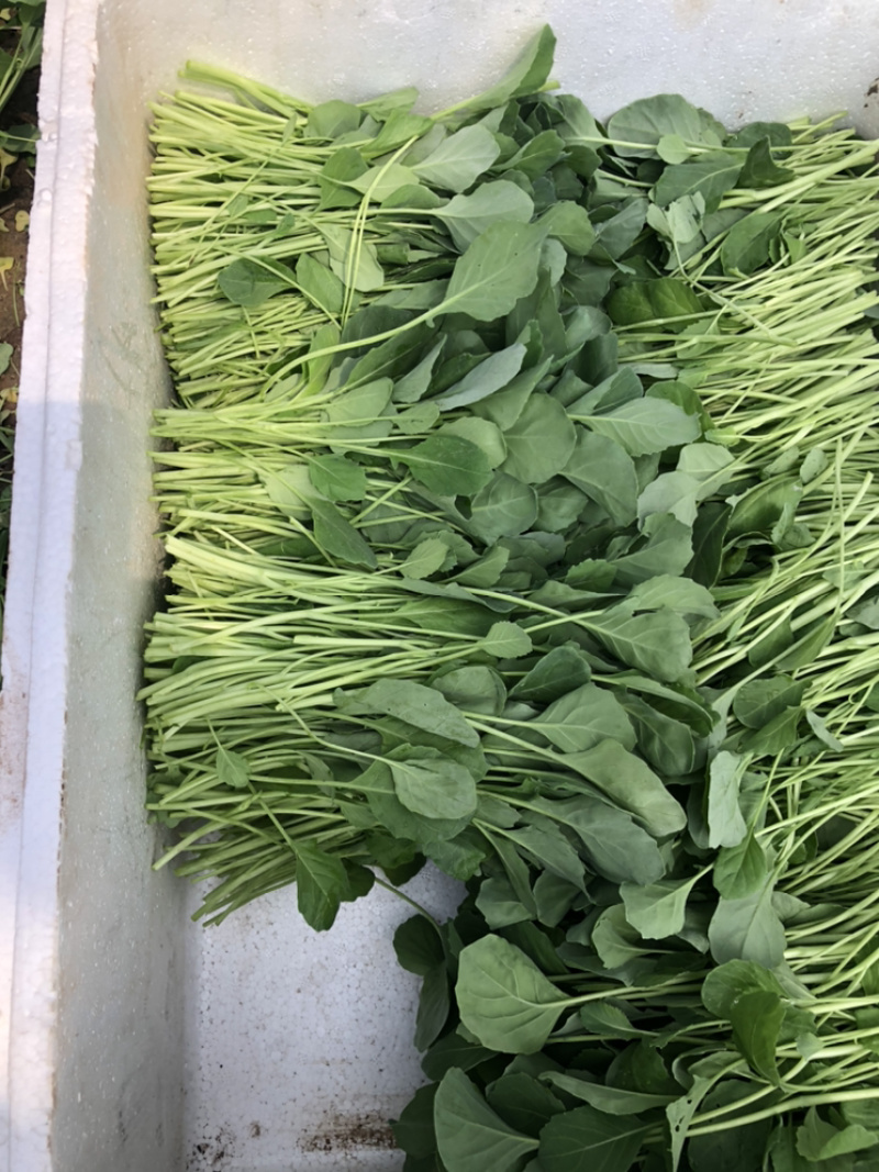 陕西西安芥兰苗芥蓝苗产地直销大量有货欢迎采购