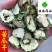 苦瓜干选货精品量大优惠供应各种中药材