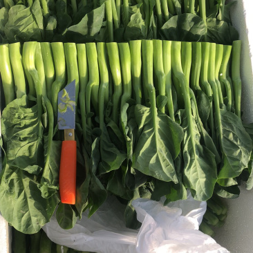 陕西西安中花芥蓝蔬菜甘蓝小芥蓝大量上市，中花芥兰