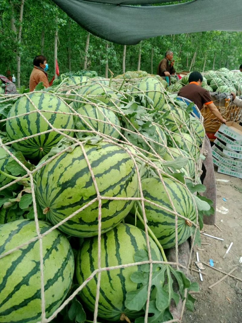 无籽美嘟，西瓜